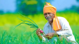 Paddy Crop : अतिवृष्टीने भातशेती पाण्यात, शेतकऱ्यांचे केविलवाणे प्रयत्न येणार का कामी?