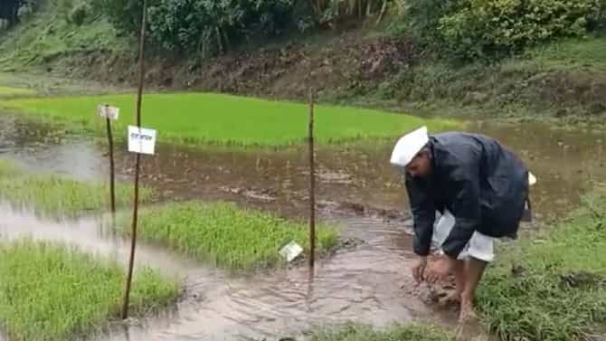 Paddy Crop : अतिवृष्टीने भातशेती पाण्यात, शेतकऱ्यांचे केविलवाणे प्रयत्न येणार का कामी?
