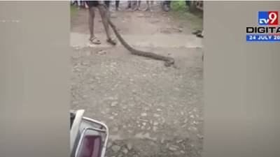 Bhandara : भंडाऱ्यात घरात आढळला 8 फूट अजगर