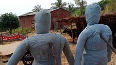 Sangli : जनावरांच्या संरक्षणासाठी तरुण शेतकऱ्याची भन्नाट आयडिया, ना बिबट्याचे टेंन्शन ना कोणता पहारा..!