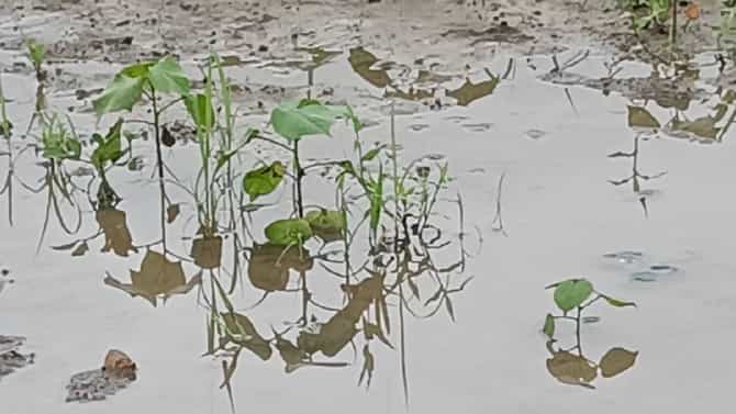 Crop Damage : पावसाने खरिपातील 9 लाख हेक्टरावरील पिकांचे नुकसान, मदतीचे निकष काय?