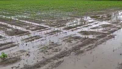 Washim : पावसाची उघडीप, आता रोगराईचा प्रादुर्भाव, यंदाचा खरीप दुहेरी संकटात