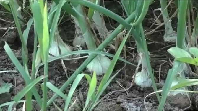 Positive News : अलिबागच्या पांढऱ्या कांद्यालाही भौगोलिक मानांकन, वेगळी ओळख अन् शेतकऱ्यांच्या उत्पादनात भर