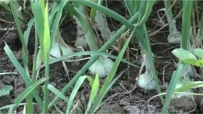 Positive News : अलिबागच्या पांढऱ्या कांद्यालाही भौगोलिक मानांकन, वेगळी ओळख अन् शेतकऱ्यांच्या उत्पादनात भर