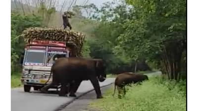 ऐन रस्त्यात ट्रक आडवत हत्तीने केला टॅक्स वसूल ; व्हिडीओ Social Mediaवर व्हायरल