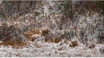 या चित्रात लपलेला लांडगा शोधा ; 90 हून इतके टक्के लोक झाले शोधण्यात झाले अयशस्वी