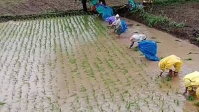 Kharif Season : खरीप पेरणी अंतिम टप्प्यात, संकटावर मात करीत शेतकऱ्यांनी साधले उद्दिष्ट..!