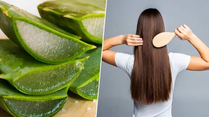 Aloe Vera Hair Mask: ‘मऊ’ आणि ‘चमकदार’ केसांसाठी वापरून पहा एलोवेरा हेअर मास्क!