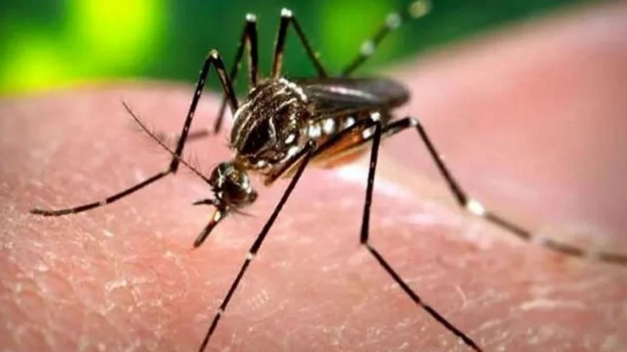 Pune Dengue : डेंग्यूच्या रुग्णांमध्ये वाढ तशी प्लेटलेट्सच्या मागणीतही वाढ; पुण्याच्या आरोग्य विभागाची चिंता वाढली