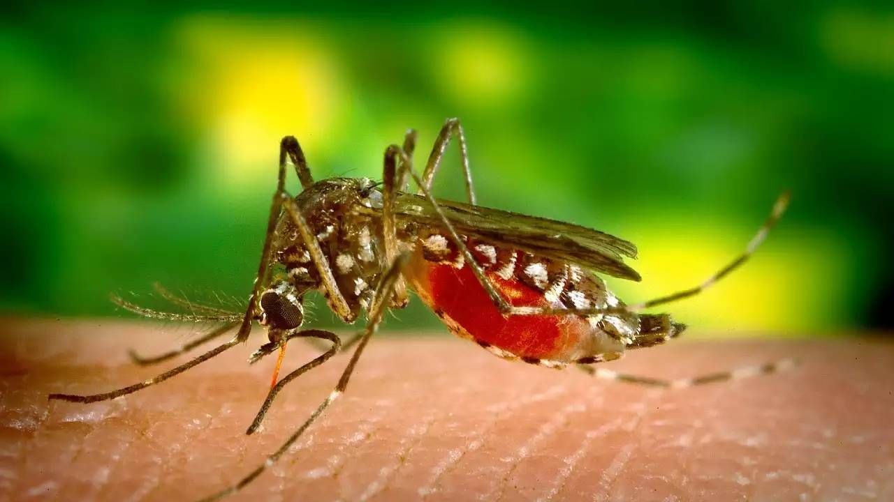 मलेरिया, डेंग्यू, स्वाईन फ्लू, गॅस्ट्रो, लेफ्टो... आजारांचं घोंघावतं संकट, मुंबईकरांनो, स्वत:ला जपा!