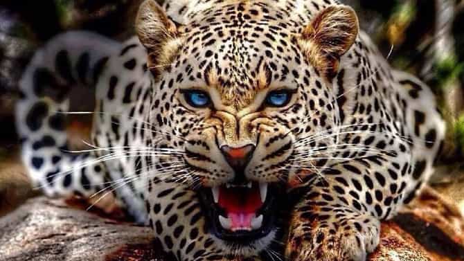 Bhandara Leopard : उपचार करण्यासाठी गेलेल्या वन कर्मचाऱ्यावर बिबट्याचा हल्ला! मोहघाटा जंगलातील घटना