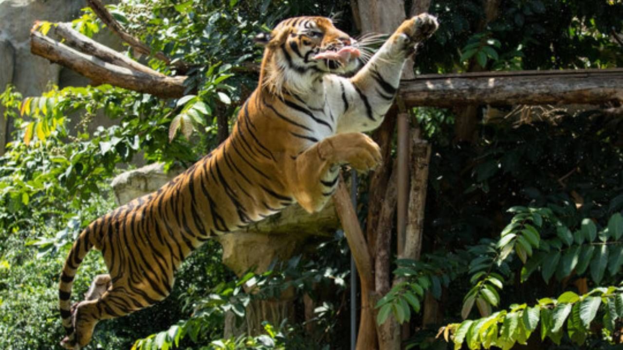 Tiger attack : शेतातून परतत असताना वाघाची झडप, गडचिरोलीत वाघाच्या हल्ल्यात आणखी एक शेतकरी जागीच ठार