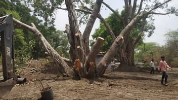 Nagpur tree : नागपुरात दीडशे वर्षे जुन्या वडाच्या झाडाला नवजीवन, मनपाच्या उद्यान विभागाद्वारे यशस्वी पुनर्रोपन