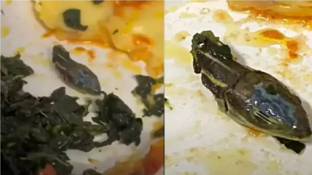 Snakehead Found In Plane food : विमानातील हवाई सुंदरीच्या जेवणात सापडले सापाचे डोके