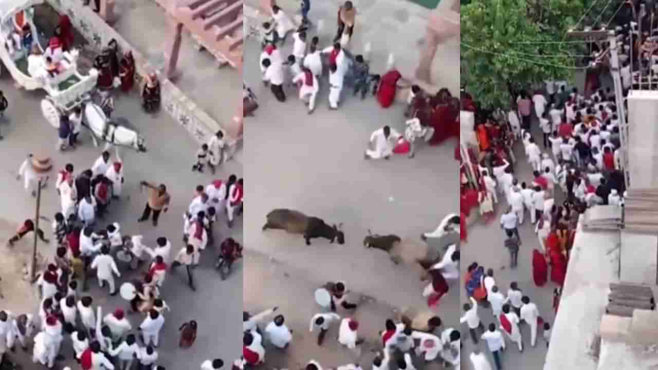 Bull Fight: बैलांच्या भांडणात लोकांची पळापळ! कुणी उलथून पडलं, कुणी वाचलं, कुणी पळून गेलं...