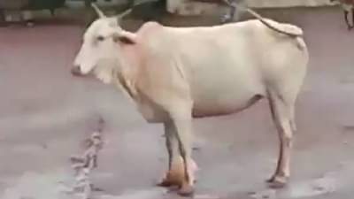 Cow Playing Football: लोकांनी नाव दिलं,काऊनाल्डो! गाईचा फुटबॉल खेळताना व्हिडीओ व्हायरल