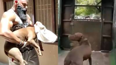 Pitbull Case : आईचा जीव घेणाऱ्या पिटबुलला वाचवण्यासाठी मालकाची धडपड, नगरपालिकेकडून आता पिटबुल ट्रेनरकरडे, घरी परतण्यासाठी मालकाचे प्रयत्न