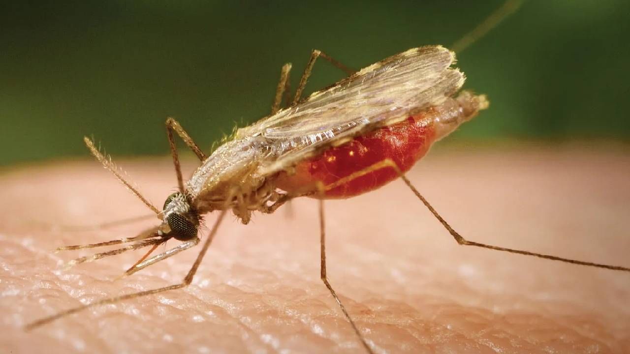 पुण्यात डेंग्यू, मलेरिया आजारांना आळा घालण्यासाठी महापालिका सज्ज, आरोग्य विभागाकडून तपासणी मोहिमेला सुरुवात