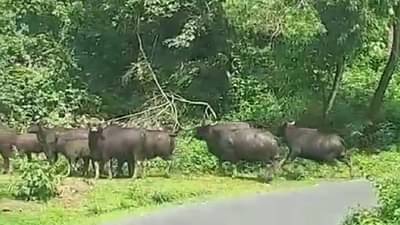 Sindhudurg : नैसर्गिक संकटानंतर आता गवारेड्यांचा धुमाकूळ, मदत नको बंदोबस्त करा..!