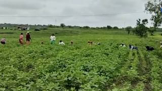 Sindhudurg : नैसर्गिक संकटानंतर आता गवारेड्यांचा धुमाकूळ, मदत नको बंदोबस्त करा..!