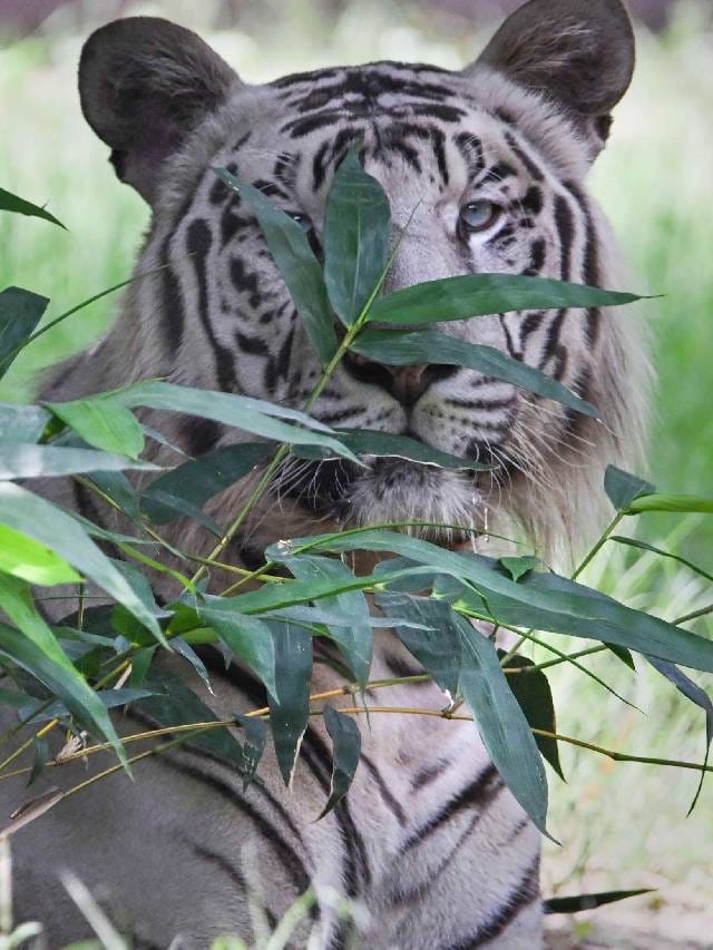 International Tiger Day : 10 वर्षांत भारतात 1059 वाघांचा मृत्यू; मध्य प्रदेशात 202 मृत्यू
