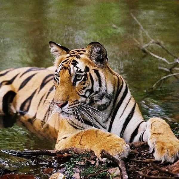 शिवसेना पक्षप्रमुख उद्धवसाहेब ठाकरे यांचं फोटोग्राफीबद्दल असलेलं प्रेम सर्वपरिचित आहेच. आजच्या जागतिक व्याघ्र दिनानिमित्त उद्धवसाहेबांच्या नजरेतून क्लिक झालेल्या जंगलाच्या राजाची ही काही छायाचित्रे आदित्य ठाकरे यांनी ट्विटरवर फोटो पोस्ट केले आहेत.