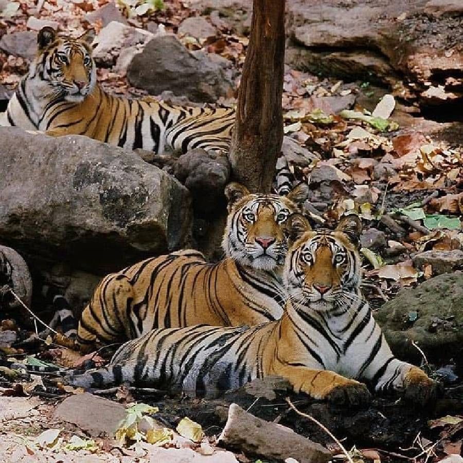   विकास कधीच थांबला नाही. केवळ शाश्वत विकासाची खात्री होती. आशा करूया, जगभरातील सरकारे शाश्वतता आणि हवामानातील बदलांबद्दलबोलतील   जेवढे वनस्पति प्राण्यांसाठी, ते मानवजातीसाठी करतात.