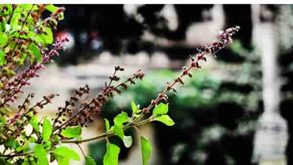 Tulsi Benefits: तुळशीचे रोप लावताना या गोष्टींची घ्या काळजी, मिळतील असंख्य फायदे