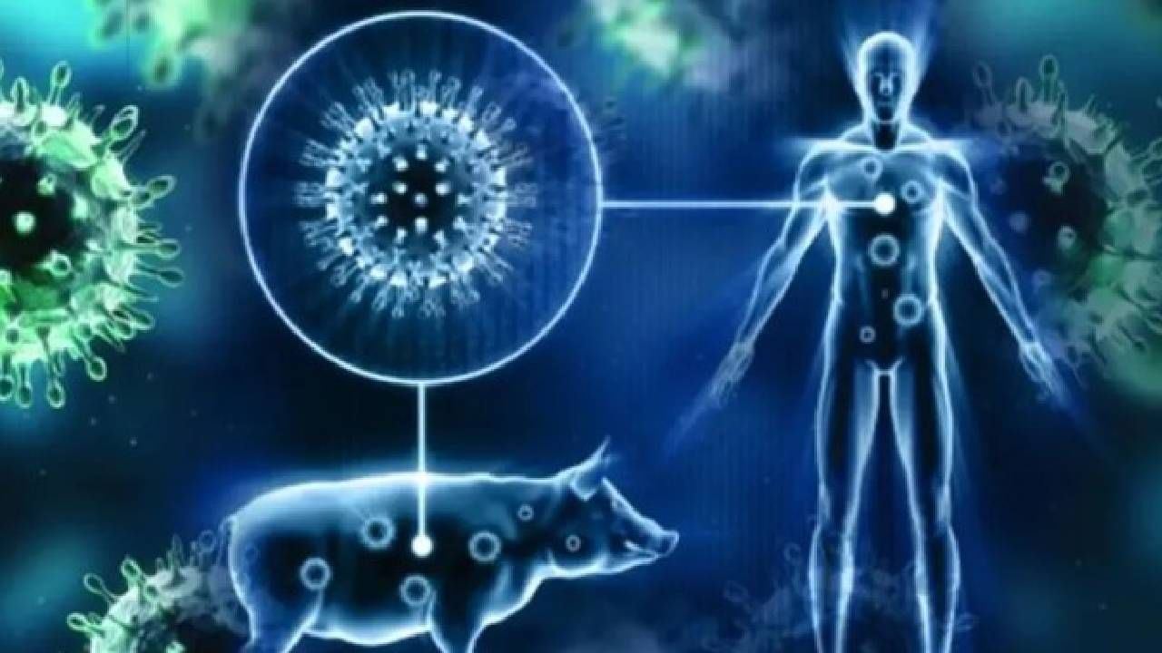 Nagpur swine flu : नागपूर शहरात स्वाईन फ्लूचे 32 रुग्ण, नागरिकांना काळजी घेण्याचे आवाहन, मनपा दवाखान्यात मोफत चाचणी