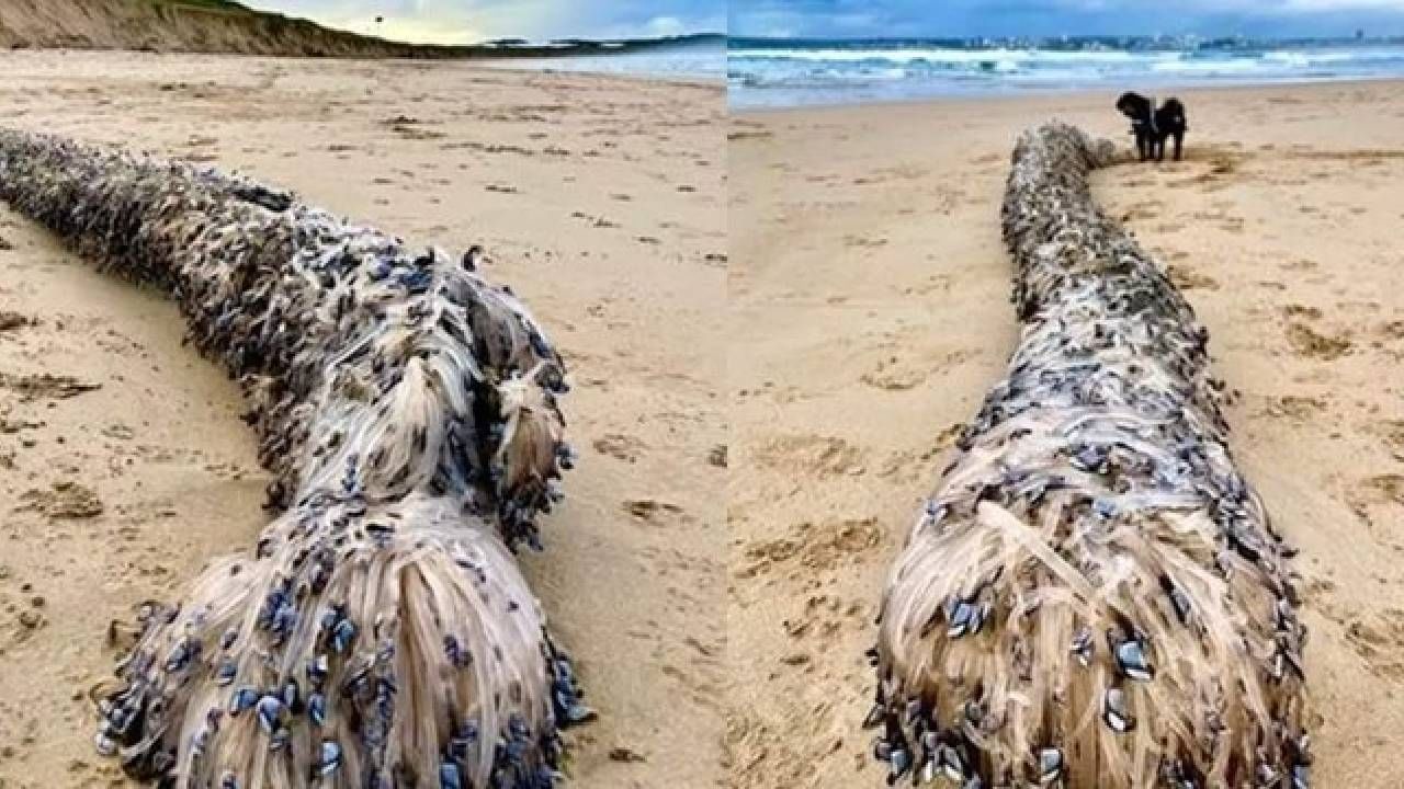 Mysterious Creatures: समुद्र किनाऱ्यावर सापडला रहस्यमय मृत प्राणी, वैज्ञानिक म्हणाले, याला पहिल्यांदा कधीही पाहिलेले नाही
