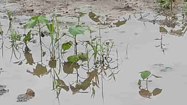 Rain : सांगलीत पावसाचा धुमाकूळ सुरुच, विजांचा कडकडाट अन् जनजीवन विस्कळीत