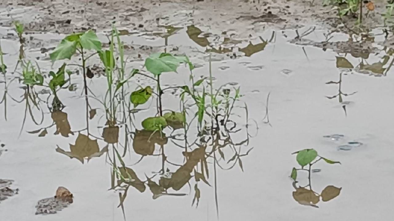 Rain : सांगलीत पावसाचा धुमाकूळ सुरुच, विजांचा कडकडाट अन् जनजीवन विस्कळीत