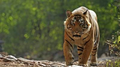 आईच्या शोधात विदर्भाच्या वॉकरची 13 महिने भटकंती, थक्क करणारा तीन हजार किलोमीटरचा प्रवास, वर्ल्ड रेकॉर्डची नोंद