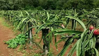 Success Story : परदेशातील ड्रॅगन फ्रुट आता हर्णसच्या खडकाळ शिवारात, प्रत्येक शेतकऱ्यास प्रोत्साहित करणारी हिरगुडे दाम्पत्यांची यशोगाथा