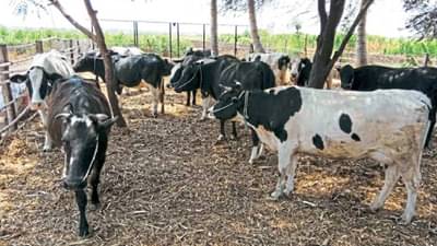 Pune : हृदय पिळवटून टाकणारी घटना, 4 दिवसांमध्ये 30 जनावरांचा मृ्त्यू, पावसाने सर्वकाही हिरावले