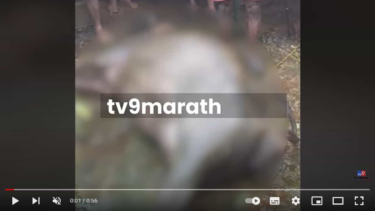 Pune Velha Animal Death | चांदर गावात 30 जनावरांचा मृत्यू, तात्काळ पंचनामे करण्याची मागणी