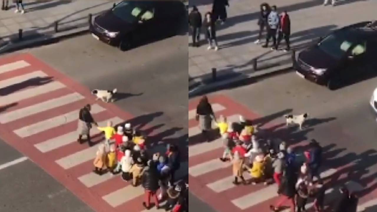 Dog Viral Video: छोटुसा कुत्रा लोकांवर भुंकू लागला, त्याने गाड्या थांबविल्या आणि मुलांना रस्ता ओलांडायला मदत केली, व्हिडीओ व्हायरल