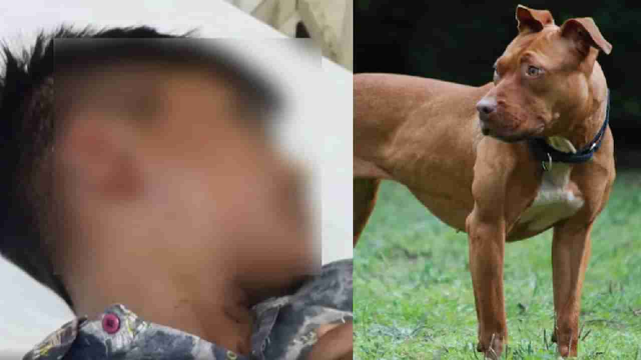 Pitbull attack: पिटबुलचा दुसरा हल्ला, लहान मुलाचा खाल्ला कान, कुत्र्याला गल्लीत फिरवत होता मालक, अचानक केला हल्ला