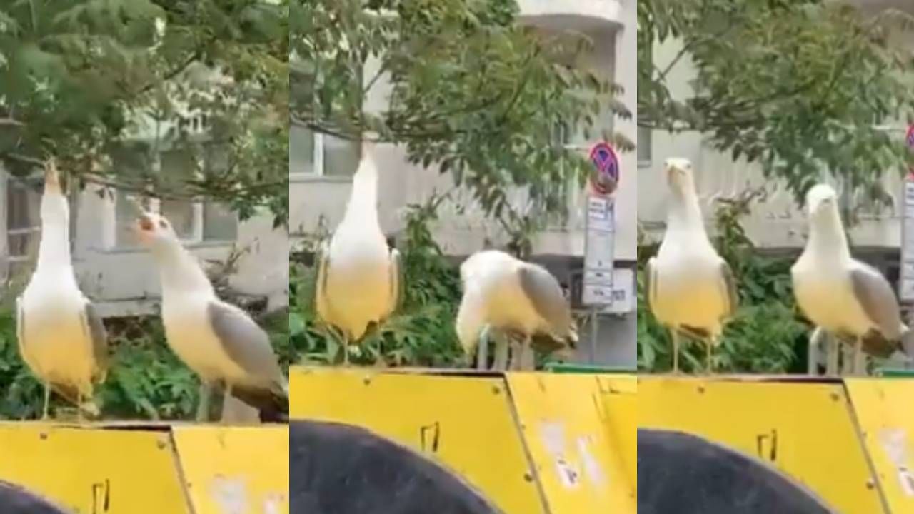 Viral Video: ए हो...हे पक्षी माणसासारखं हसतायत! कमाले बुआ निसर्गाची...