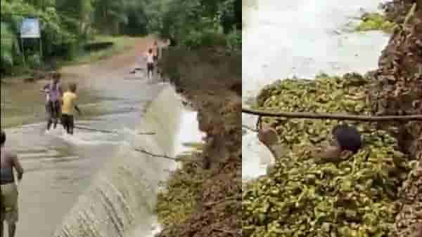 Chandrapur : चंद्रपुरात शेवाळामुळे पाय घसरून पडला, जलपर्णीत अडकल्याने मृत्यू, आज अखेर मृतदेहच सापडला