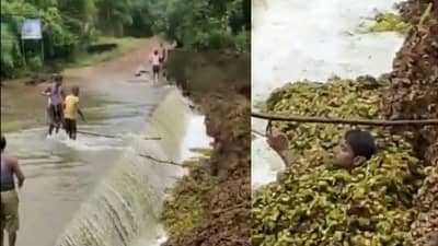 Chandrapur : चंद्रपुरात शेवाळामुळे पाय घसरून पडला, जलपर्णीत अडकल्याने मृत्यू, आज अखेर मृतदेहच सापडला