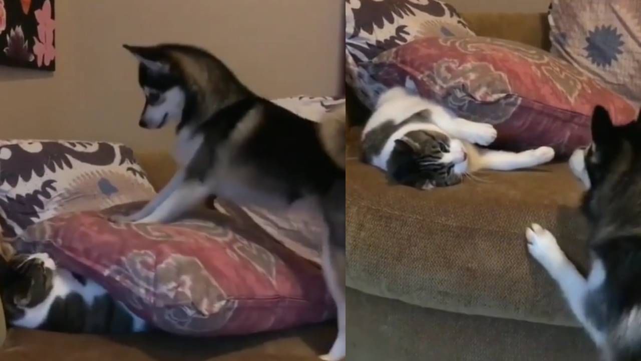 Dog Cat Fight: कुत्र्याने मांजरीला उशीखाली दाबलं आणि तो उशीवर जाऊन बसला, मांजर पण काय कमी नव्हती...पहा व्हिडीओ