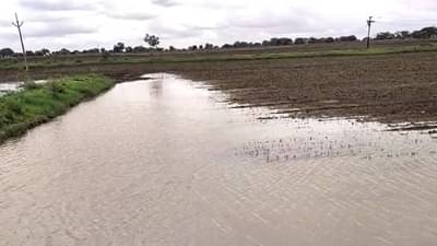 Osmanabad : पावसाने वाढ खुंटली अन् गोगलगायीने पीक फस्त केलं, अवघ्या काही दिवसांमध्ये खरिपाचं होत्याचं नव्हतं झालं