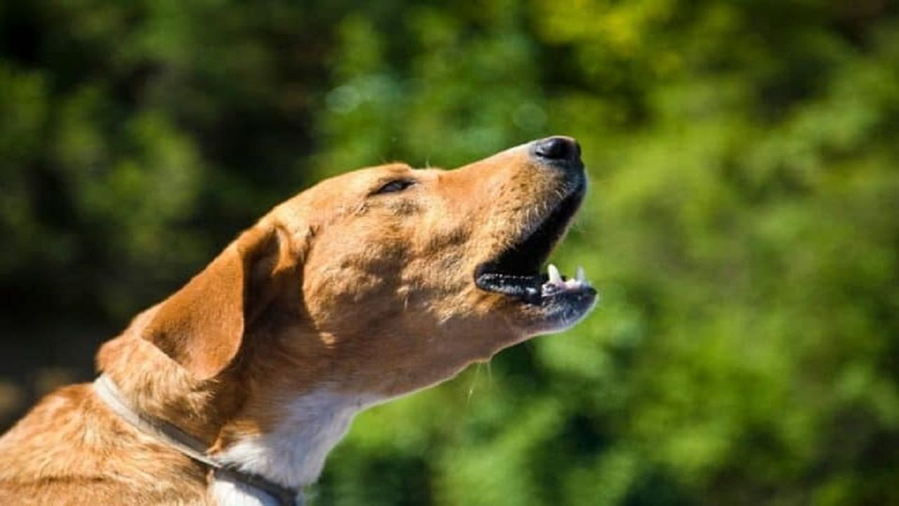 Loyal Dog: वफादार कुत्ता! कुत्र्याने वाचवली मालकीनीची इज्जत; नराधम करणार होता बलात्कार