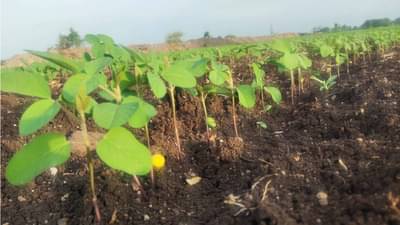 Kharif Season : बळीराजाही कमर्शियल, अधिकचा दर बाजारात तेच पीक वावरात, भाजीपाल्याने मार्केट मारलं.!