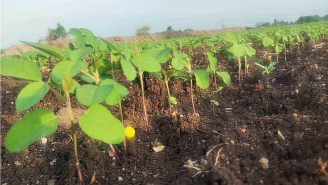 Kharif Season : बळीराजाही कमर्शियल, अधिकचा दर बाजारात तेच पीक वावरात, भाजीपाल्याने मार्केट मारलं.!