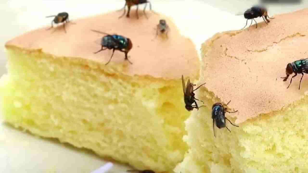 House Flies Home Remedies: या रामबाण उपायांनी घरातील माश्या लावा पळवून