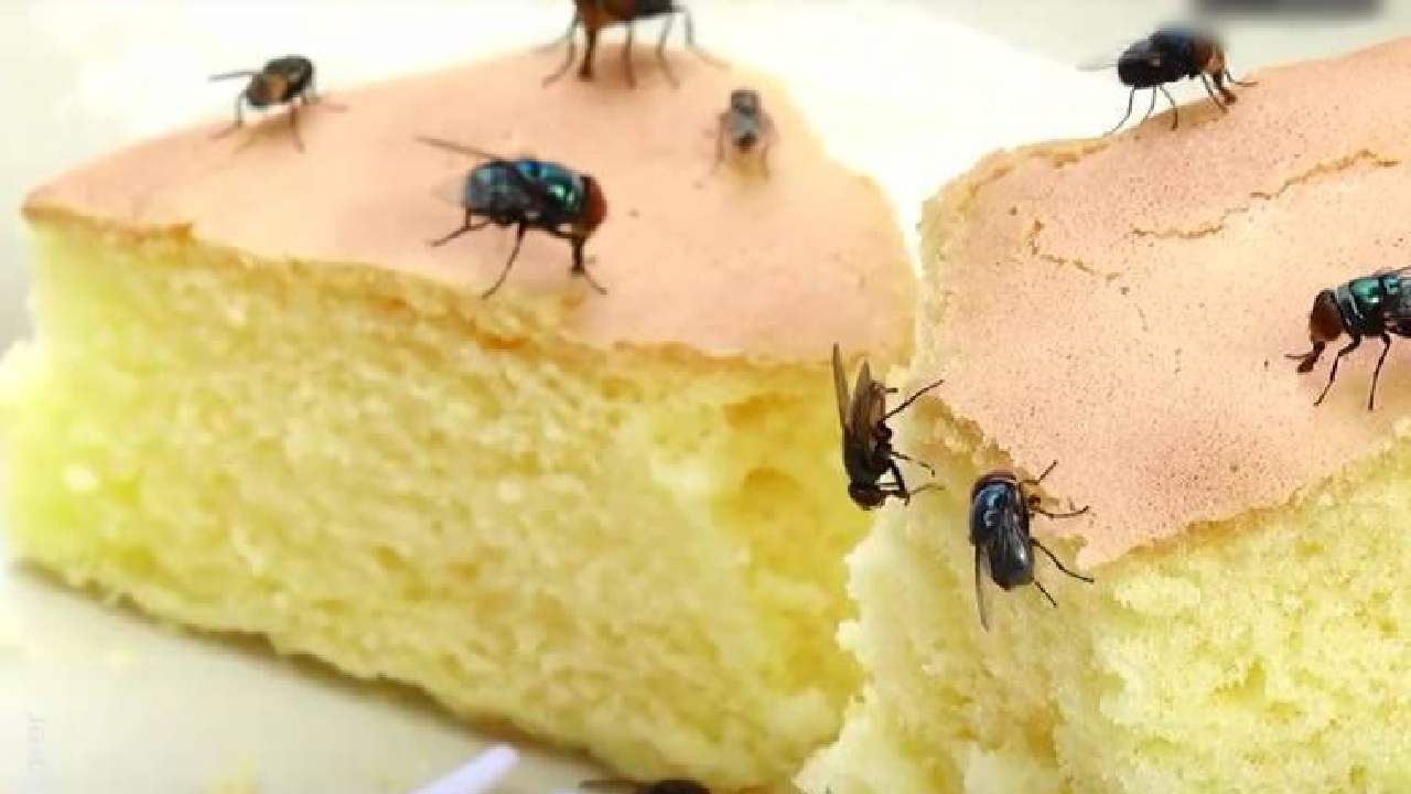 House Flies Home Remedies: 'या' रामबाण उपायांनी घरातील माश्या लावा पळवून