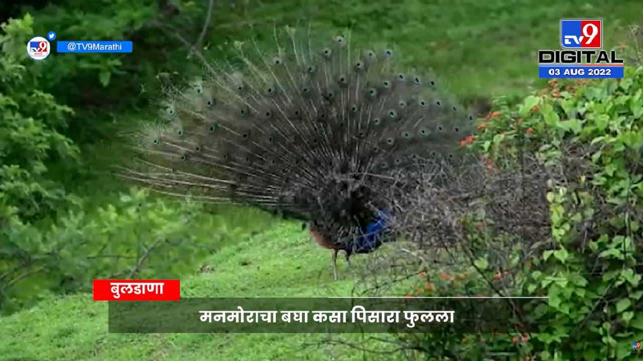 Viral Video: मोर बघा की कसा टवटवीत दिसतोय...