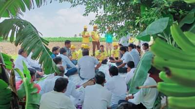 Positive News : महाराष्ट्रीयन केळीचा दर्जाही सुधारणार अन् मागणीही वाढणार, इंदापूरात साकारला जातोय प्रयोग..!